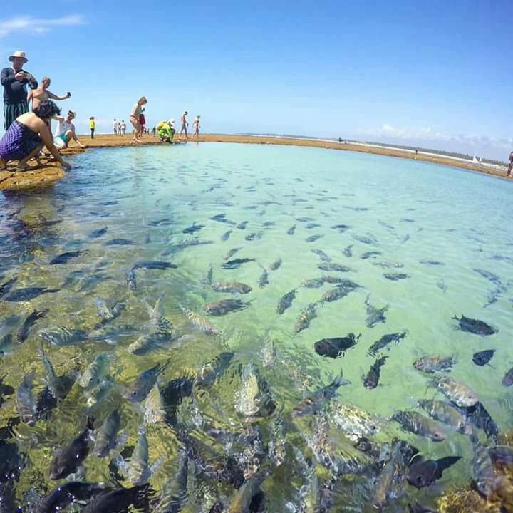 Passeio de Buggy Ponta a Ponta (duração aprox. 4hs) - Imagem 8