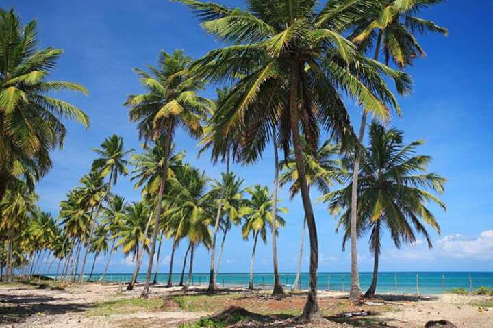 Passeio de Buggy Ponta a Ponta (duração aprox. 6hs) - Imagem 10